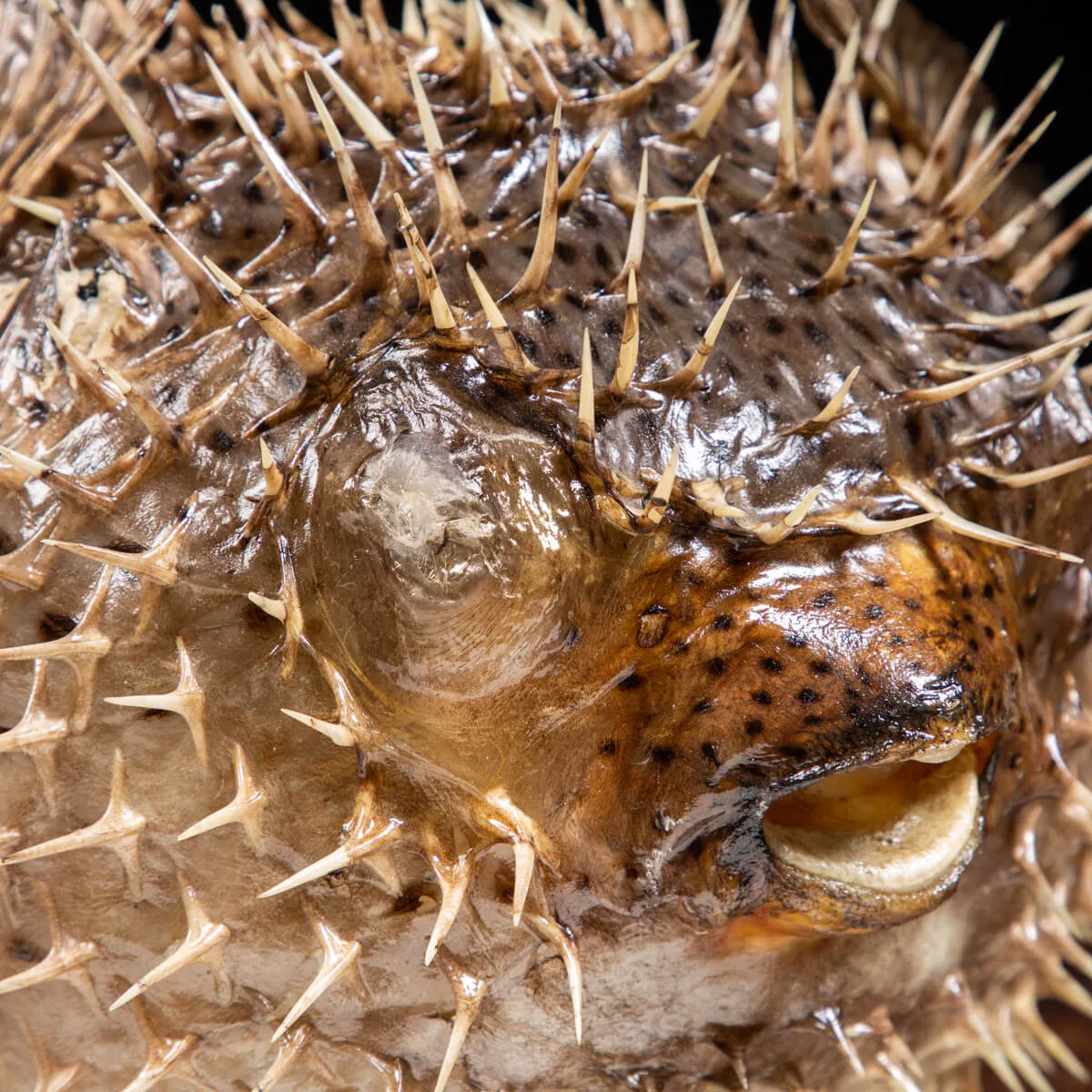Pesce Istrice - Diodon Histrix
