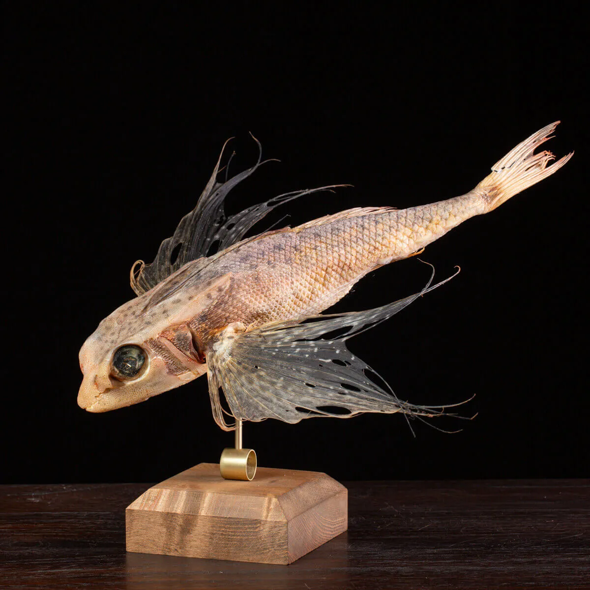 Dactylopterus Volitans – Pesce Volante.