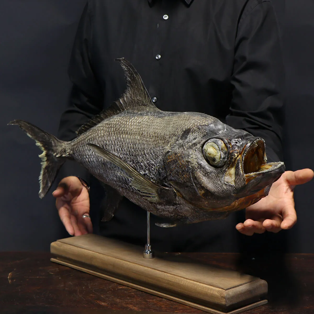 Pomfret Taractes Rubescens - Bramidae Sp.