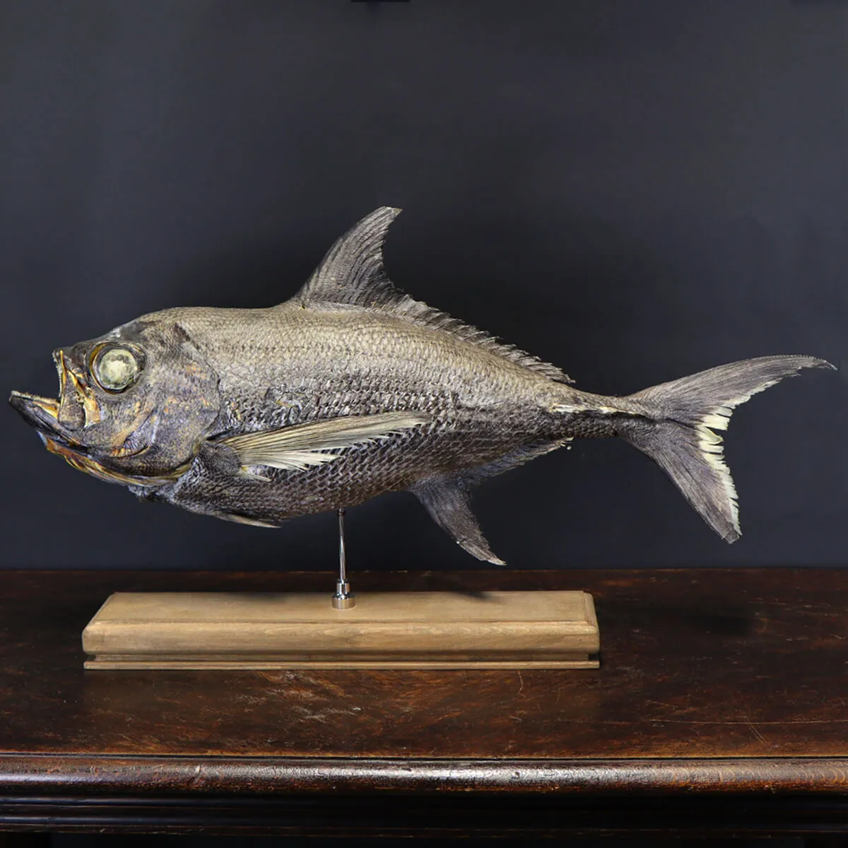 Pomfret Taractes Rubescens - Bramidae Sp.