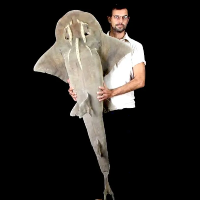 Rhina Ancylostoma – Alieno del Mare