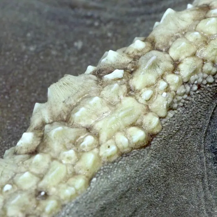 Rhina Ancylostoma – Alieno del Mare