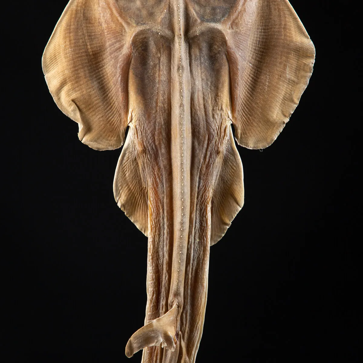 Rhinobatos productus