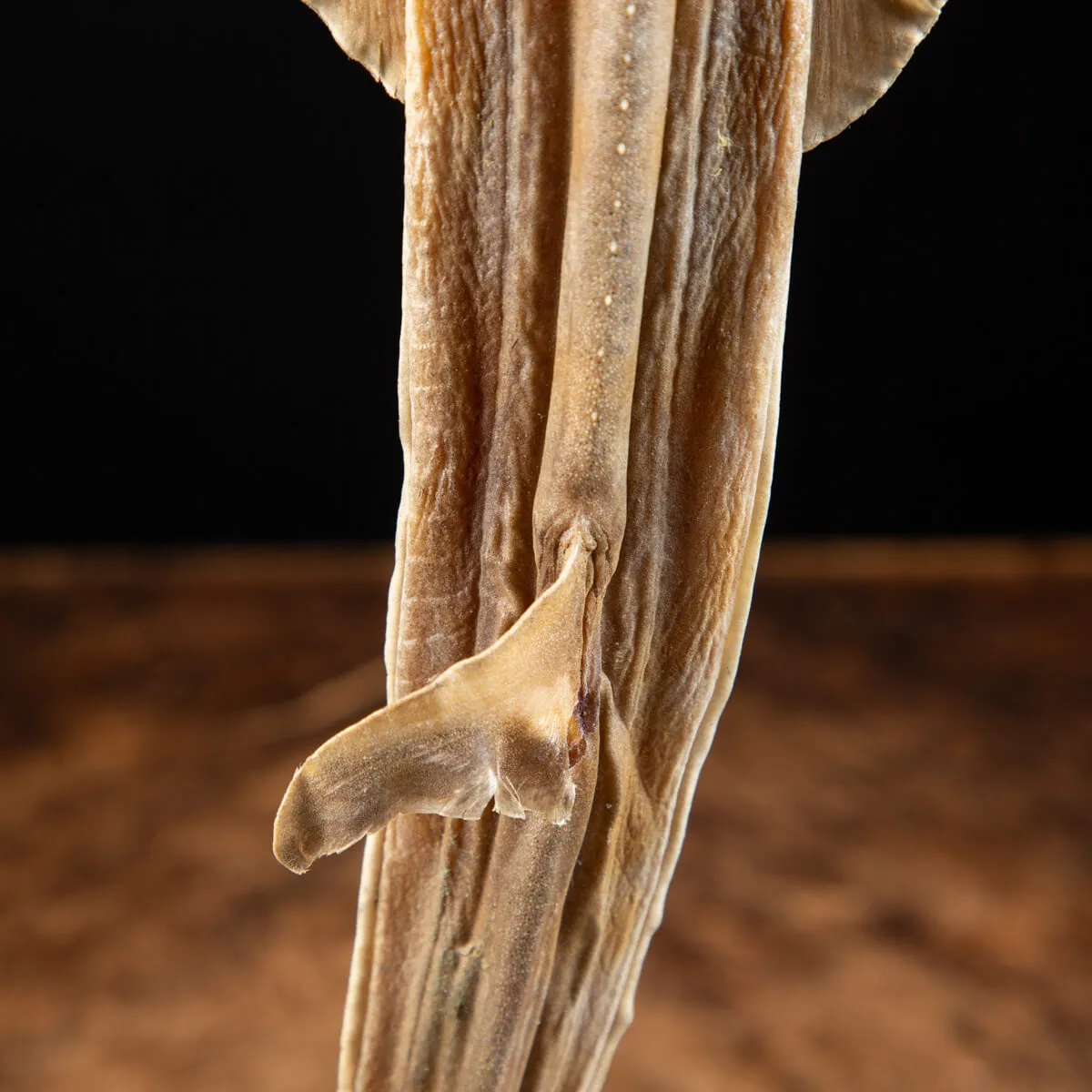 Rhinobatos productus
