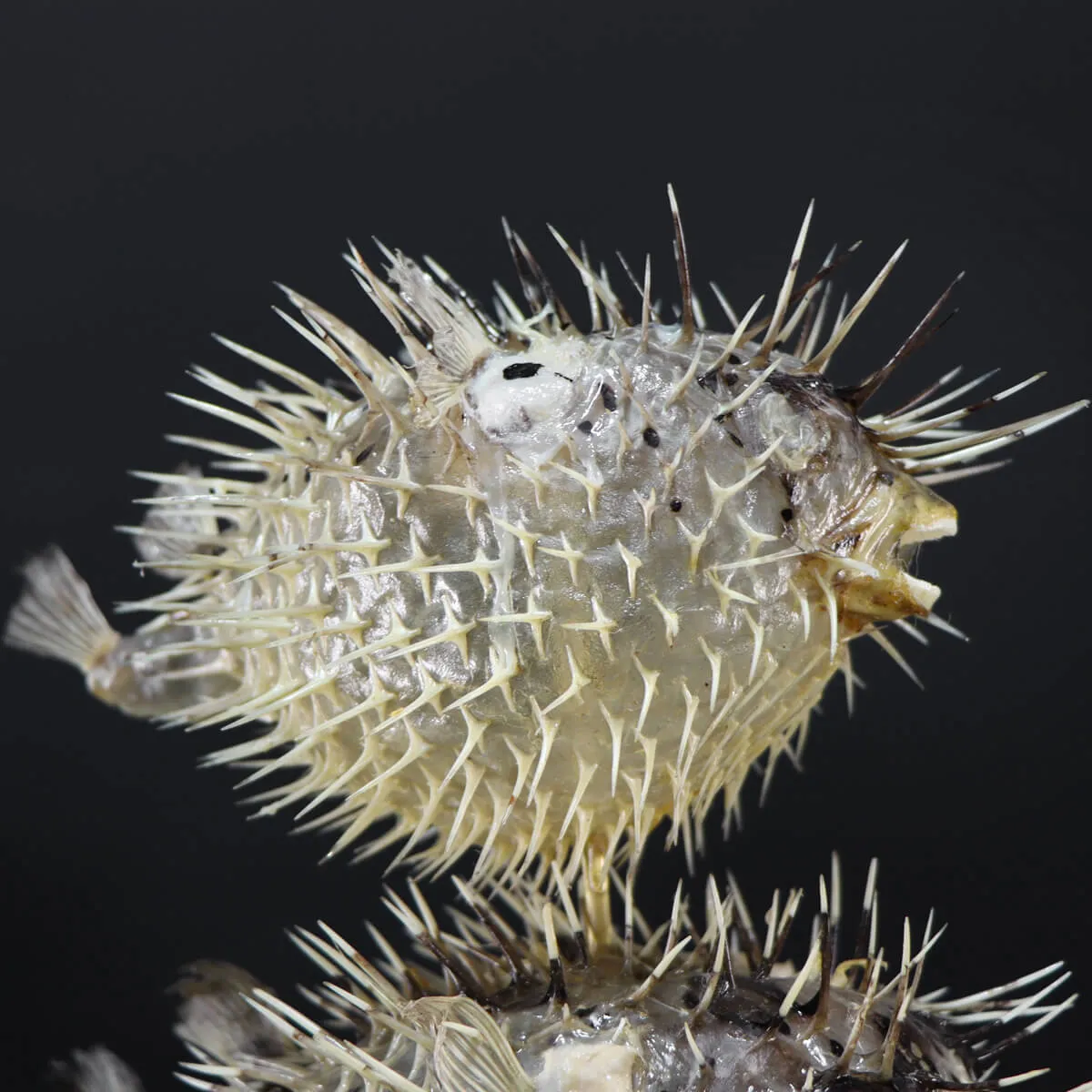 Tetraodontidae sp.
