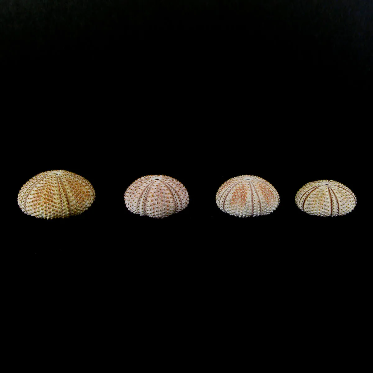 Arbacia Lixula