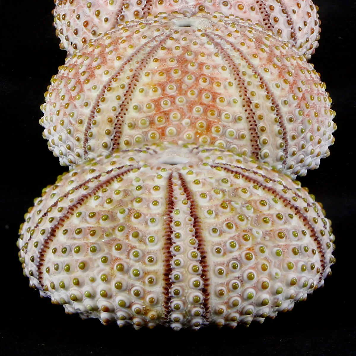 Arbacia Lixula