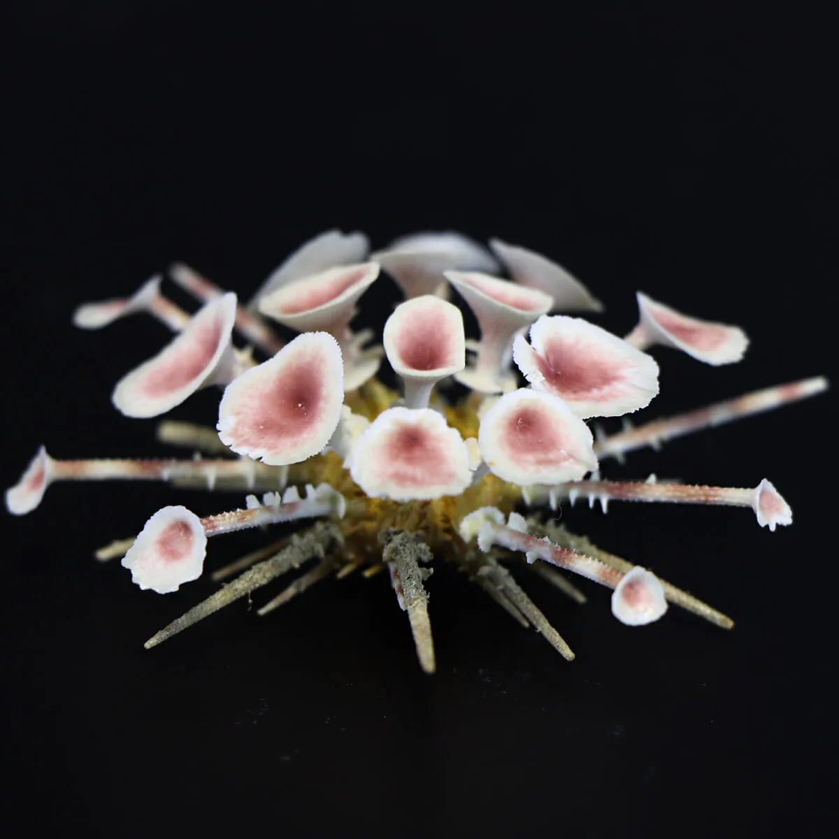 Goniocidaris Clypeata