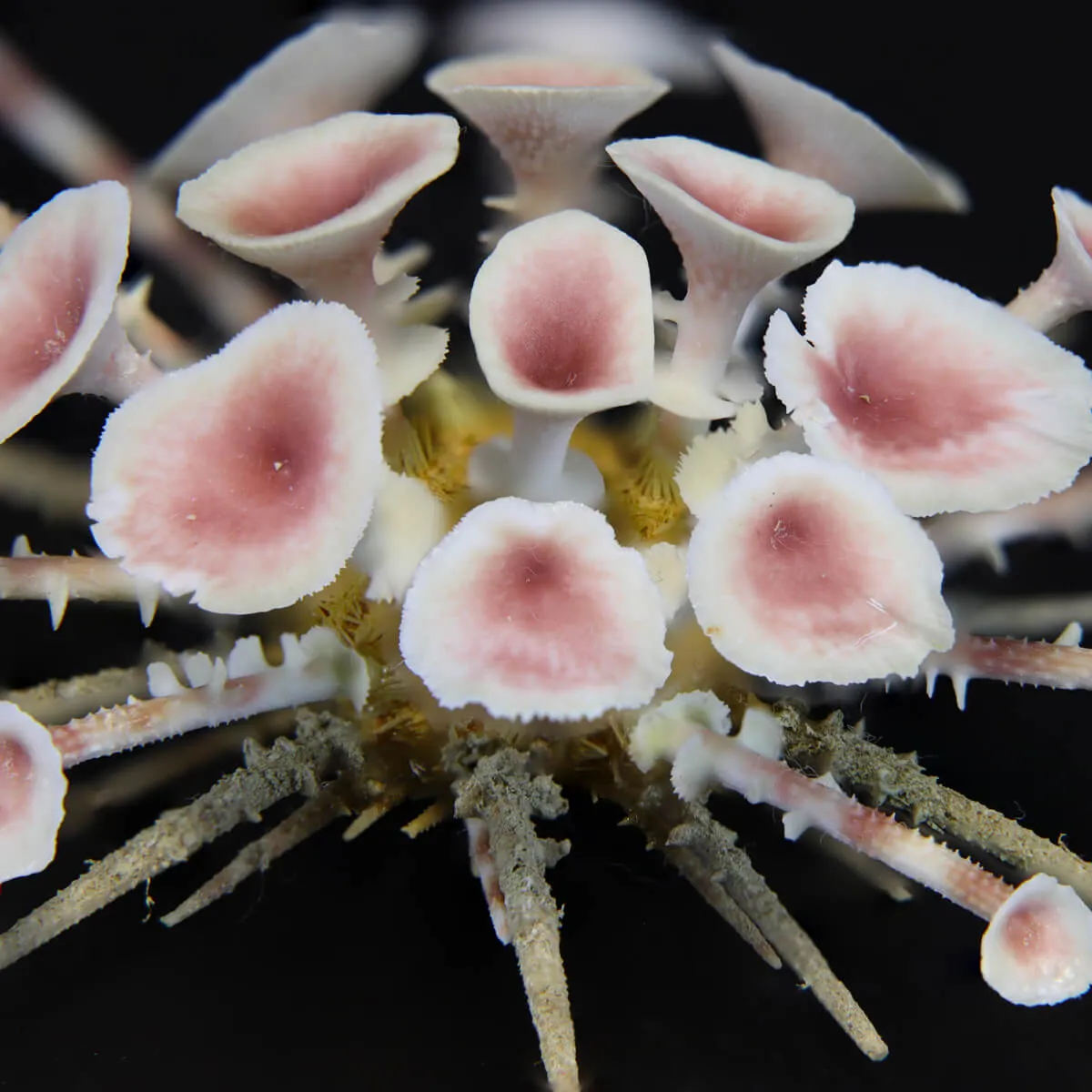 Goniocidaris Clypeata