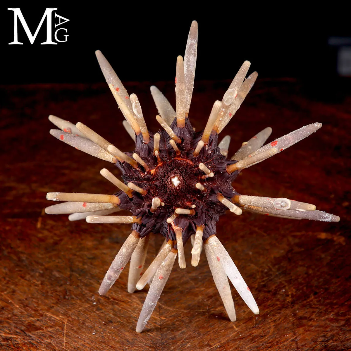 Riccio di mare Phyllacanthus Imperialis