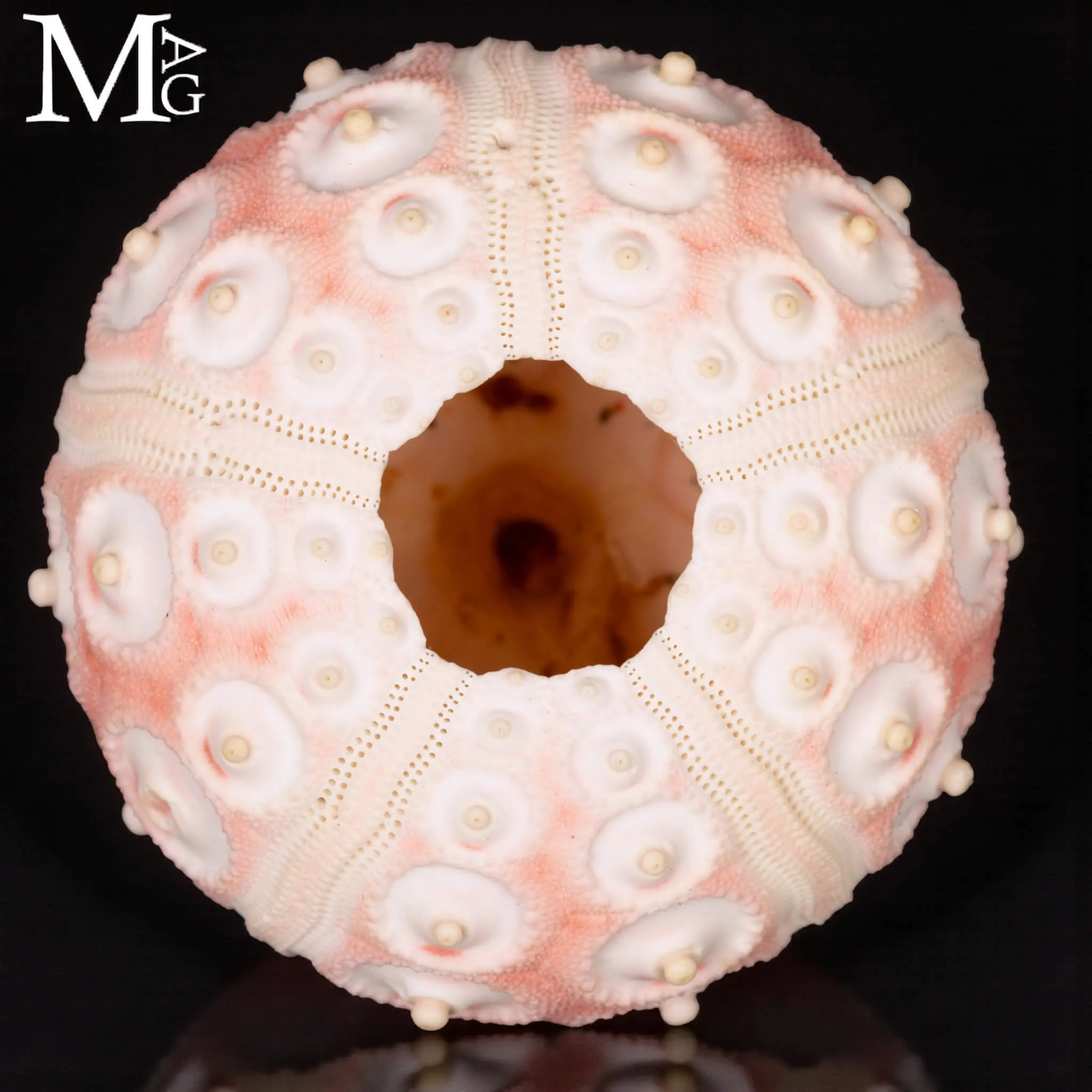 Stereocidaris Granularis Rubra