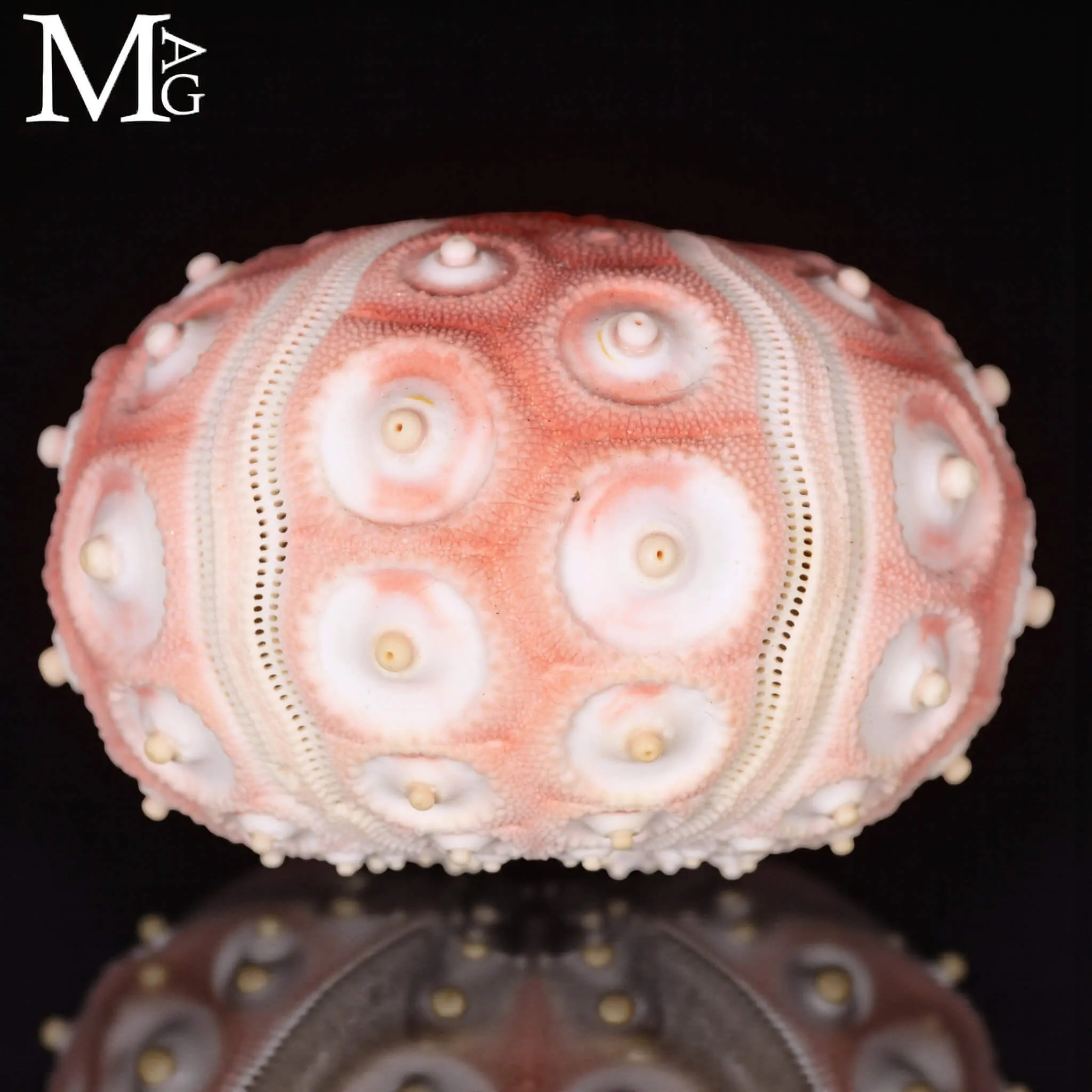 Stereocidaris Granularis Rubra