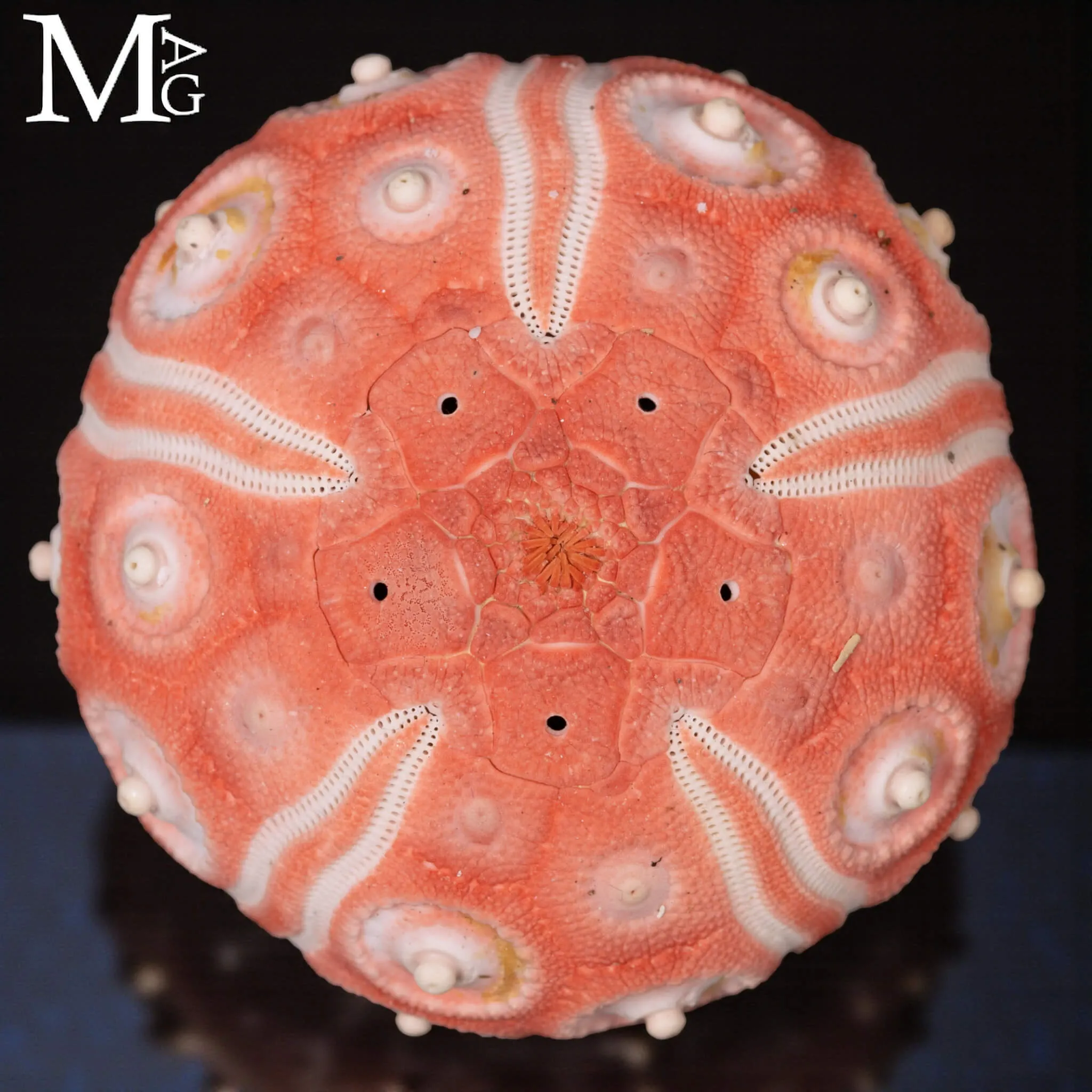 Stereocidaris Granularis Rubra