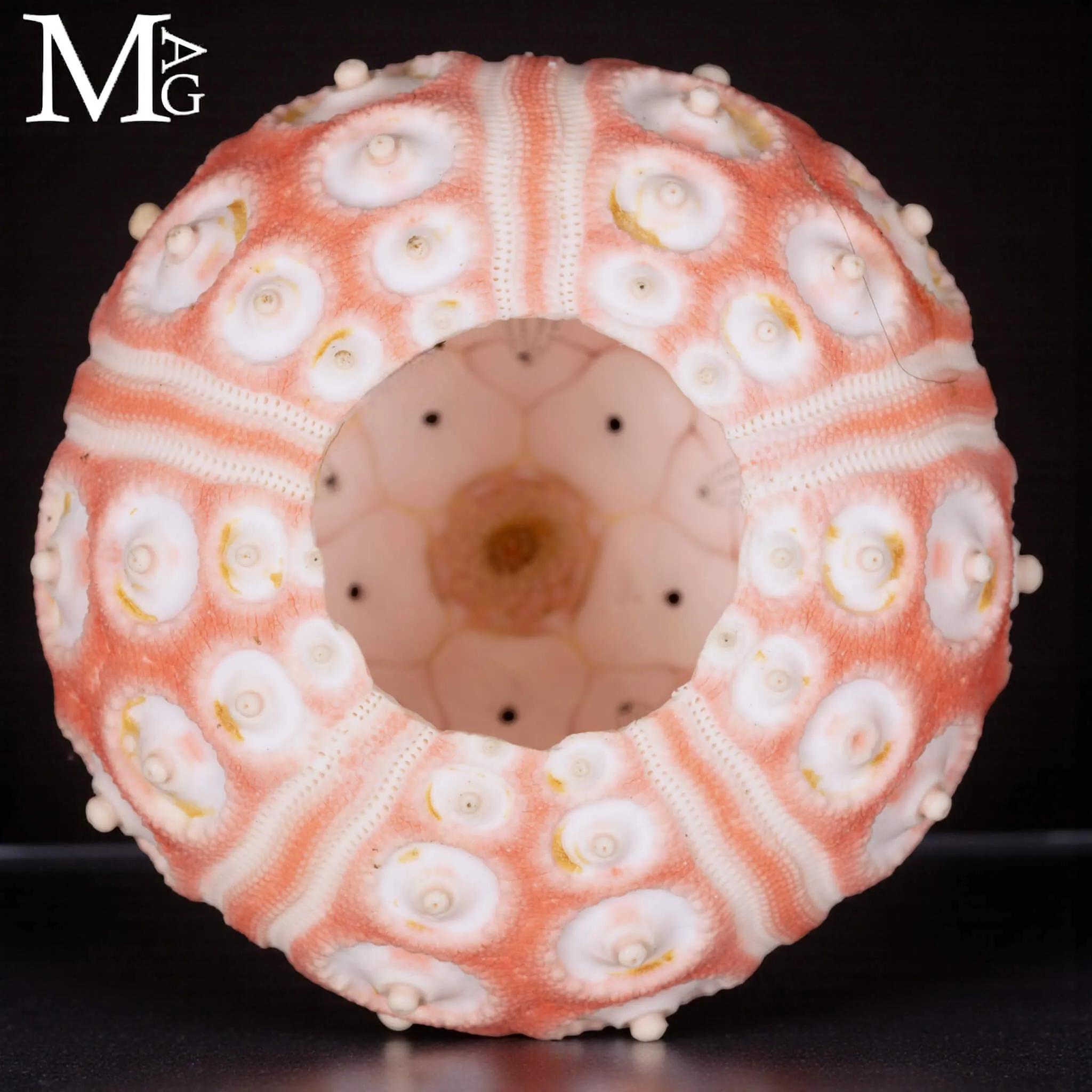 Stereocidaris Granularis Rubra