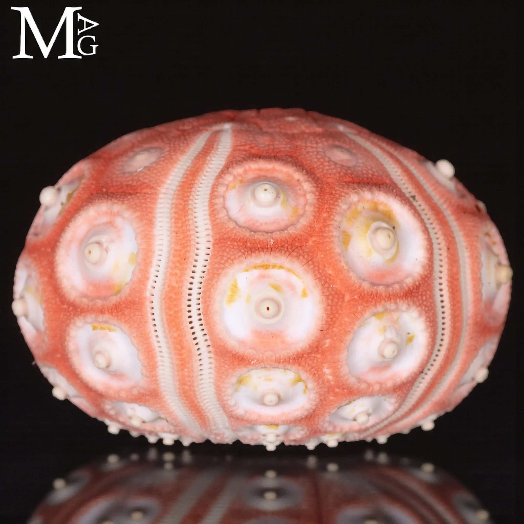 Stereocidaris Granularis Rubra