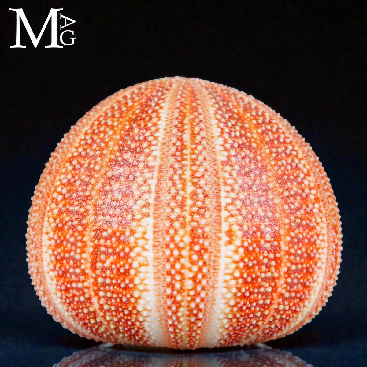 Echinus Esculentus – Grande riccio di mare Atlantico.