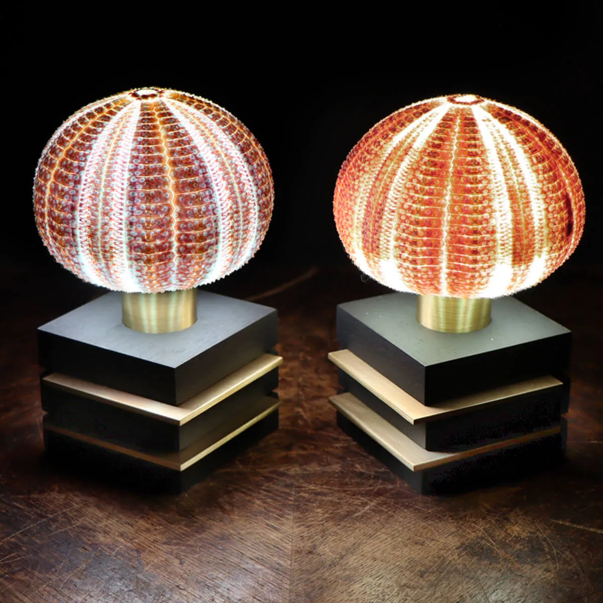 Lampade Ricci di Mare