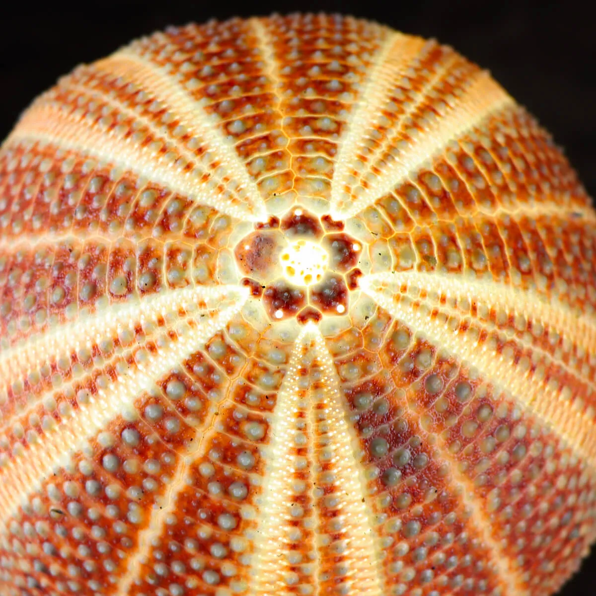Lampada Riccio di Mare