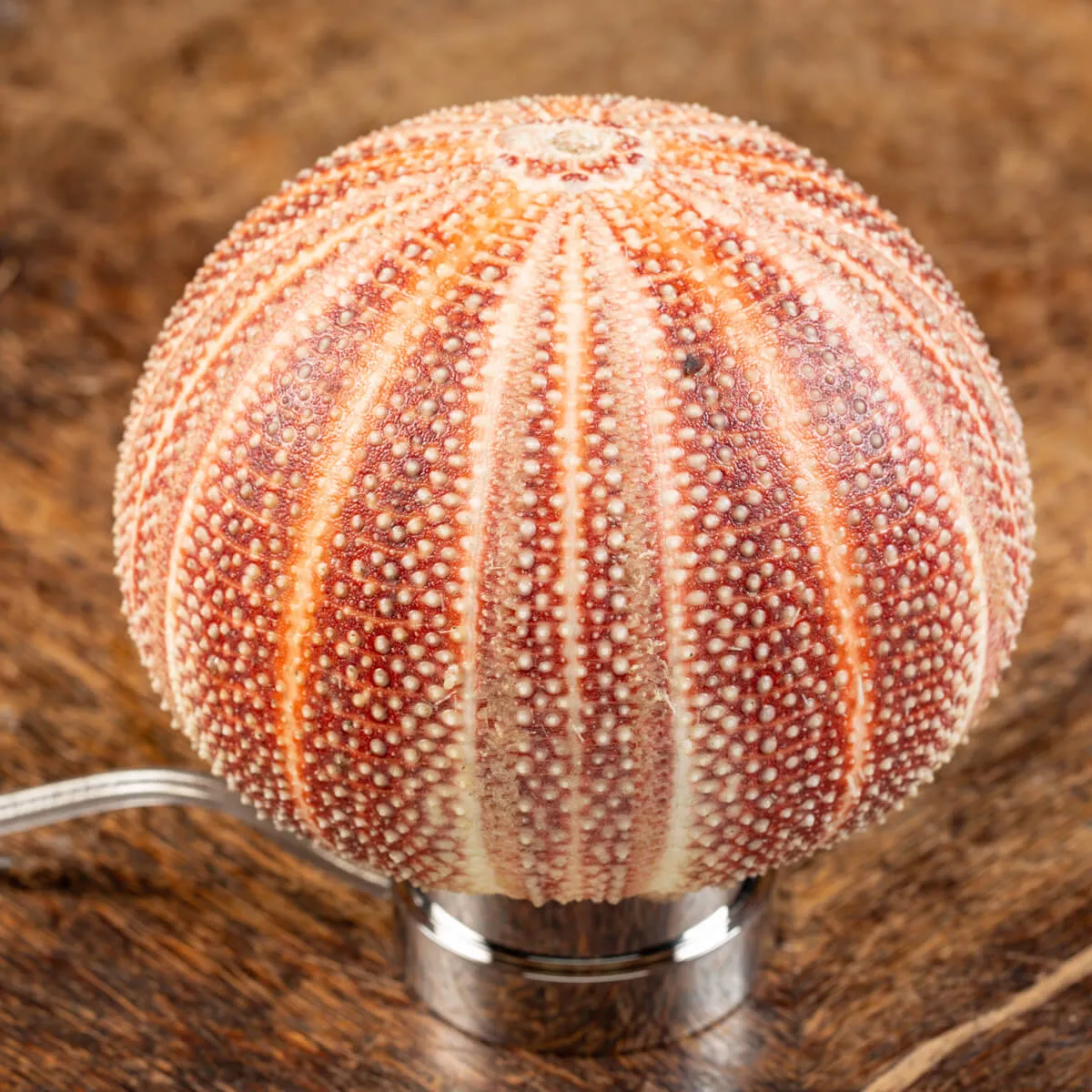 Lampada Riccio di Mare