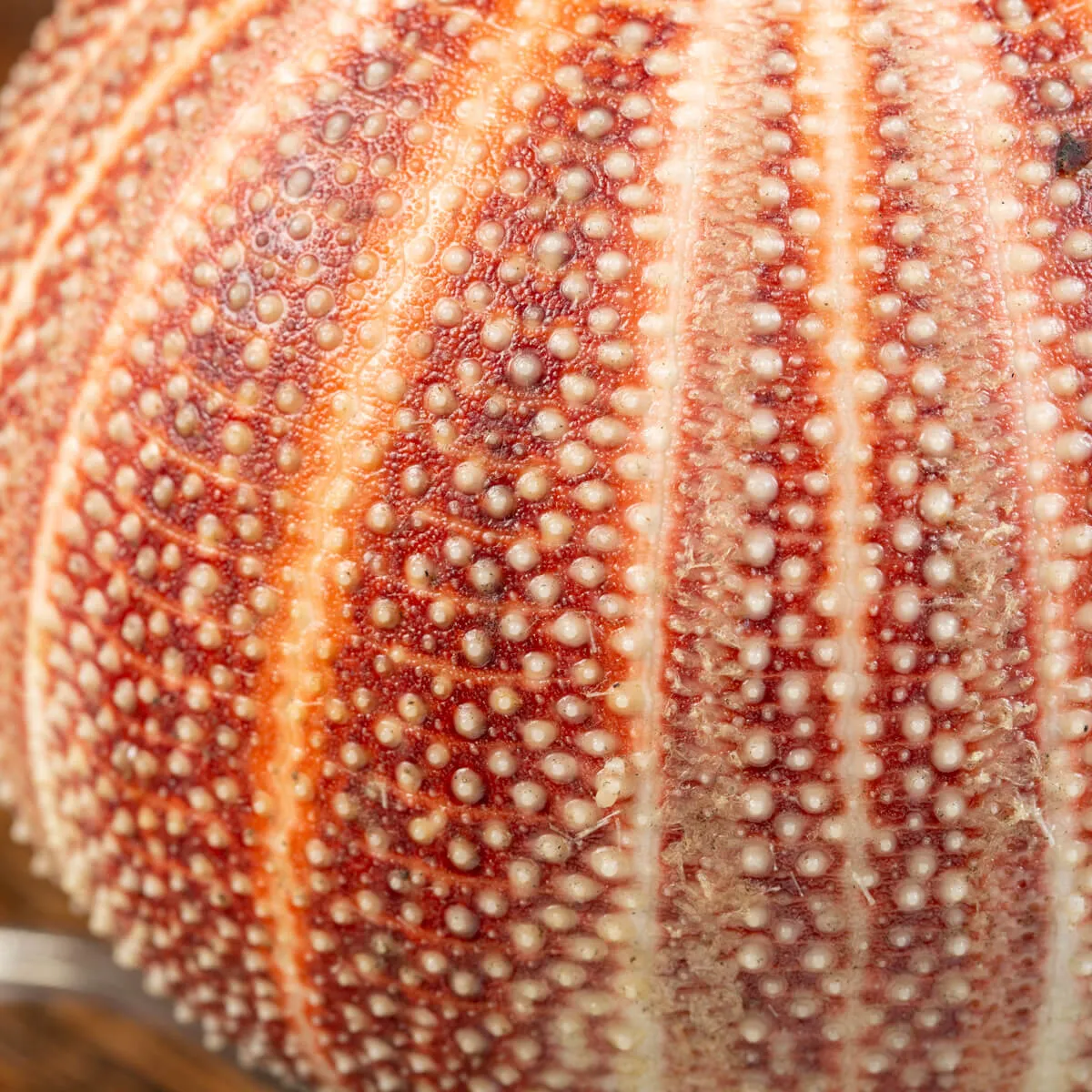Lampada Riccio di Mare