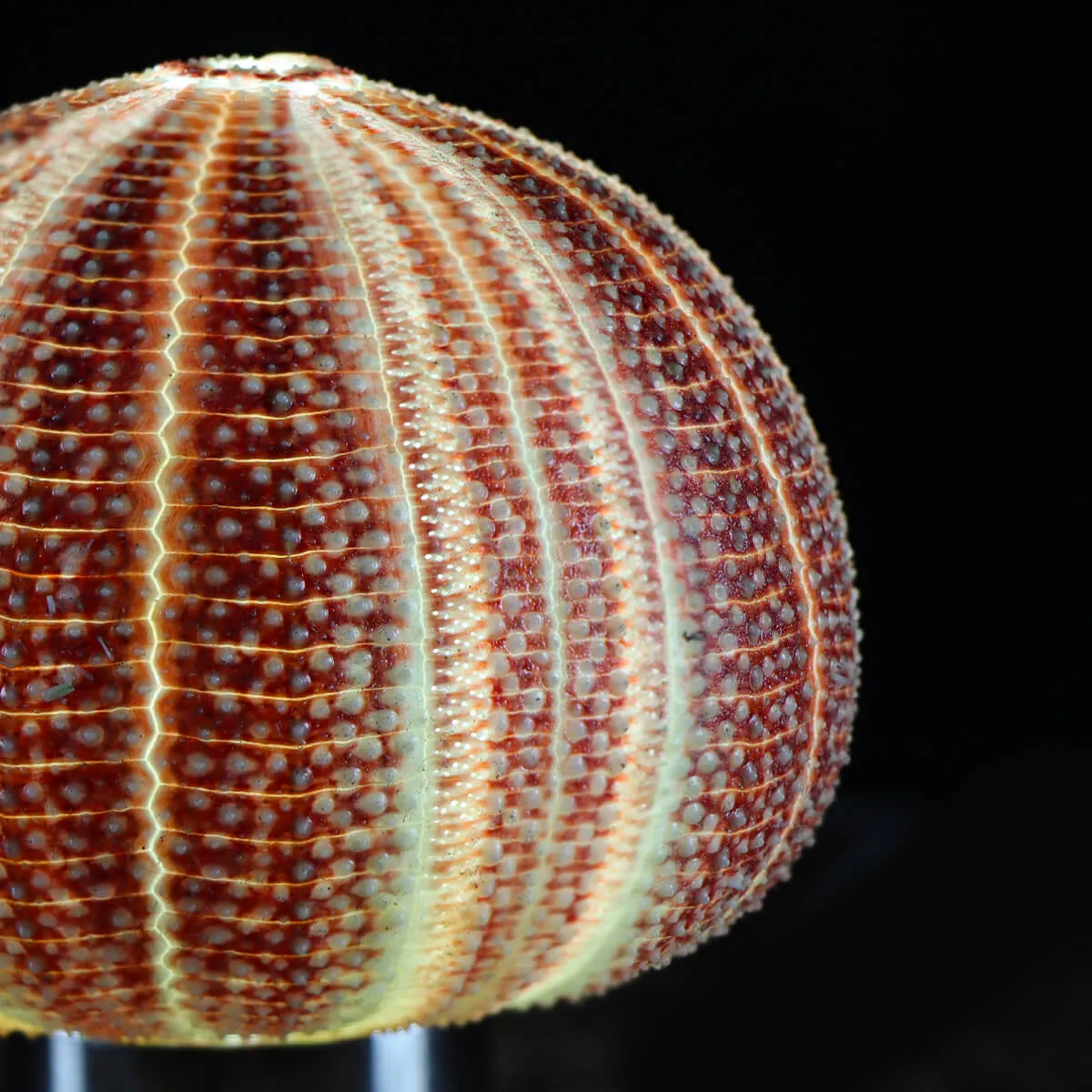 Lampada Riccio di Mare