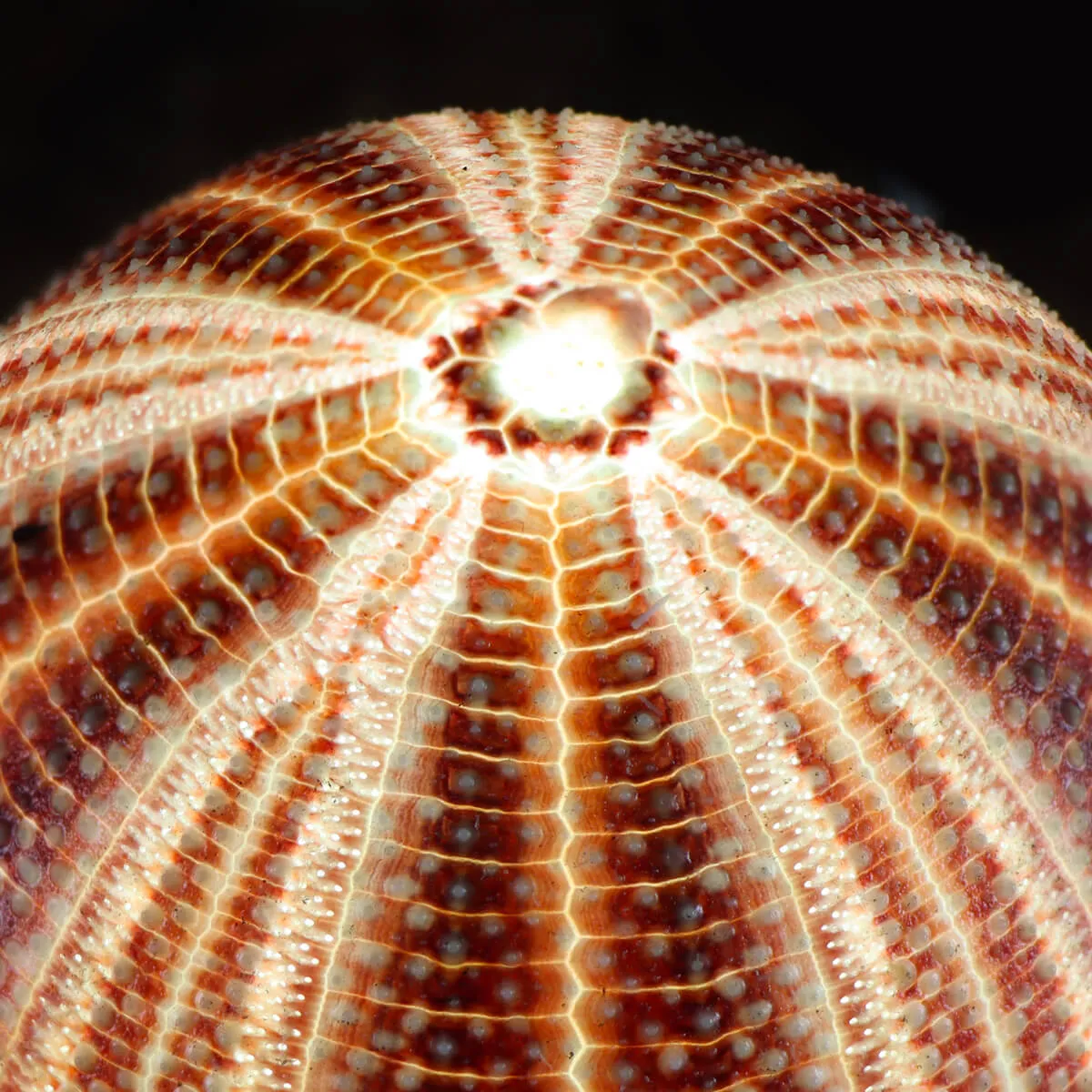 Lampada Riccio di Mare