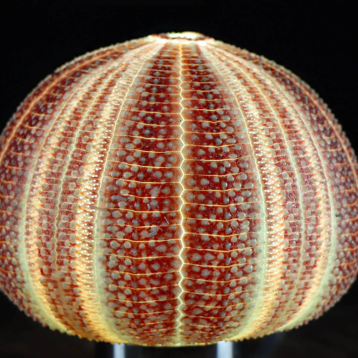 Lampada Riccio di Mare