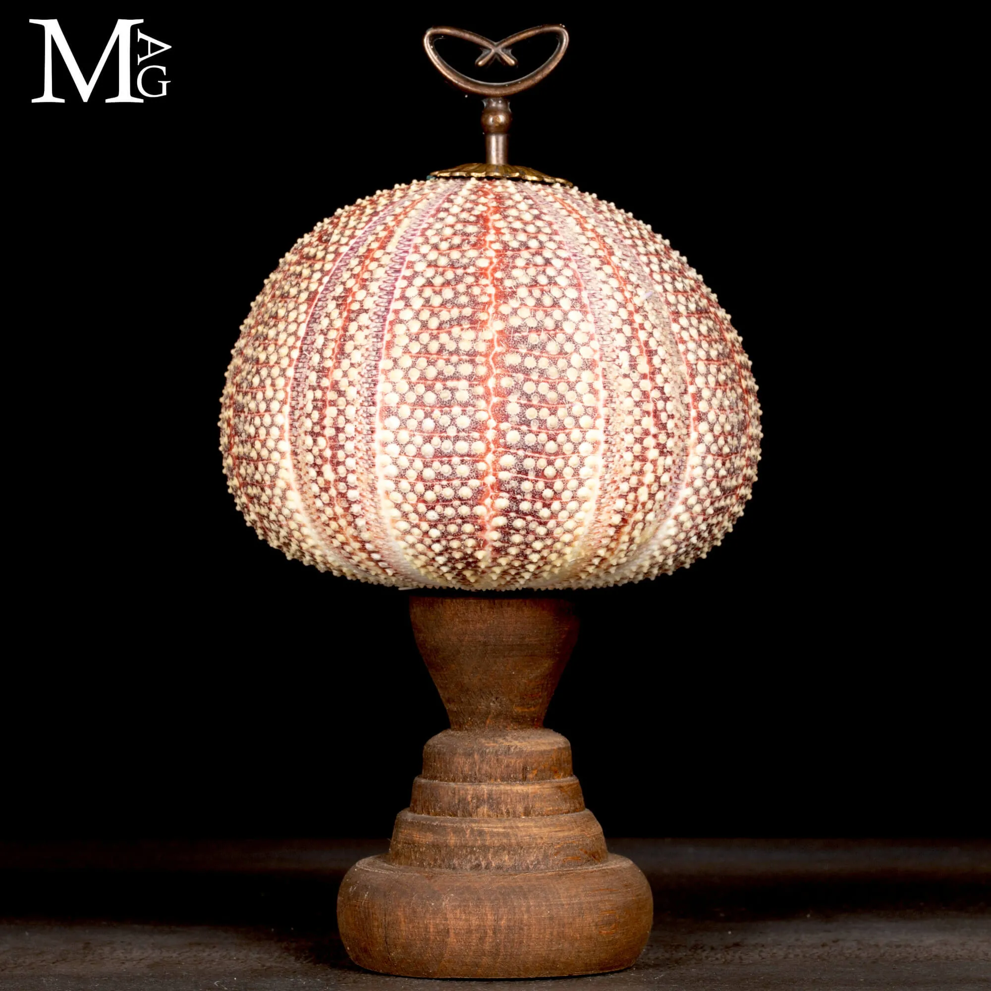 Grande Riccio Marino Decorativo.