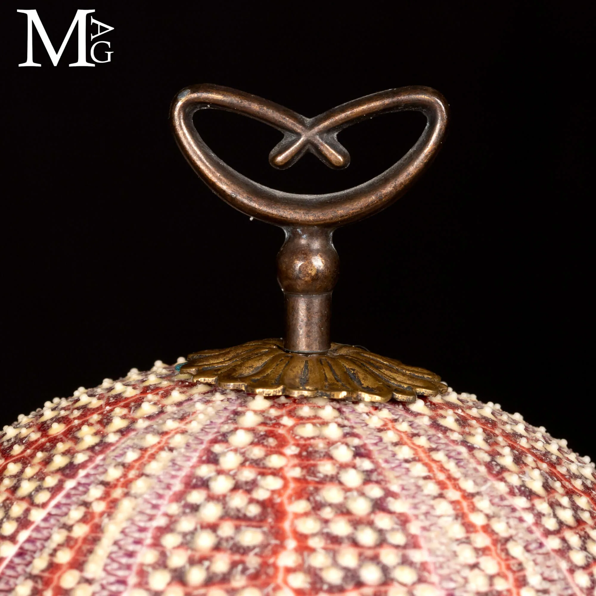 Grande Riccio Marino Decorativo.
