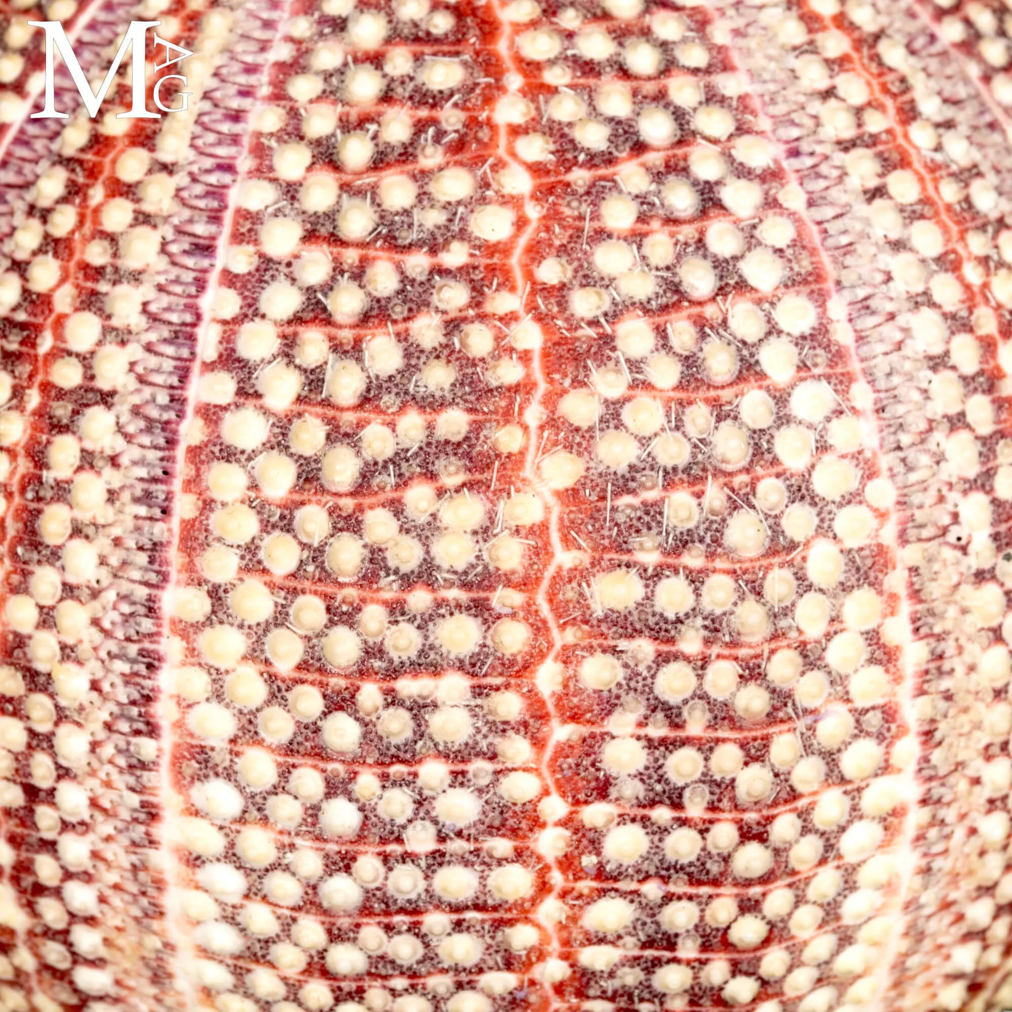 Grande Riccio Marino Decorativo.