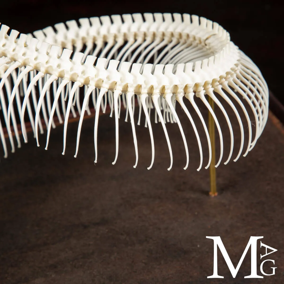 Pitone Reale – Montaggio Museale.