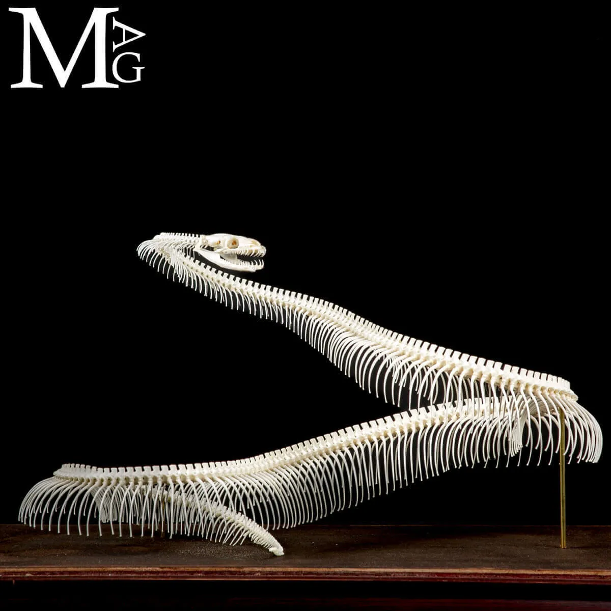 Pitone Reale – Montaggio Museale.
