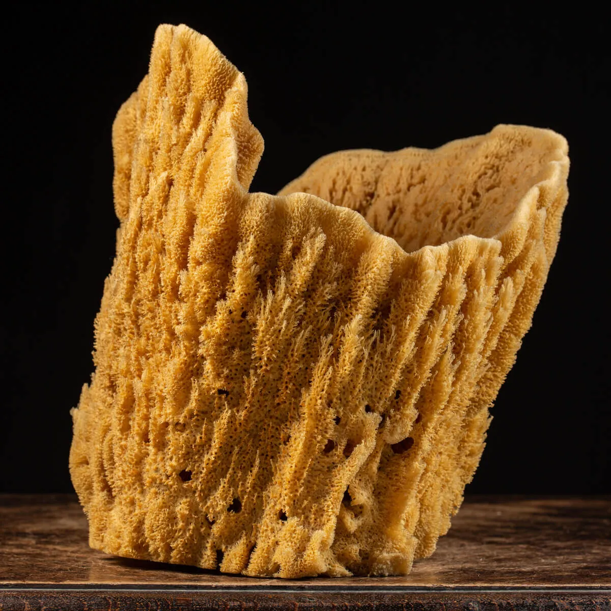 Spugna Naturale - Spongia Officinalis