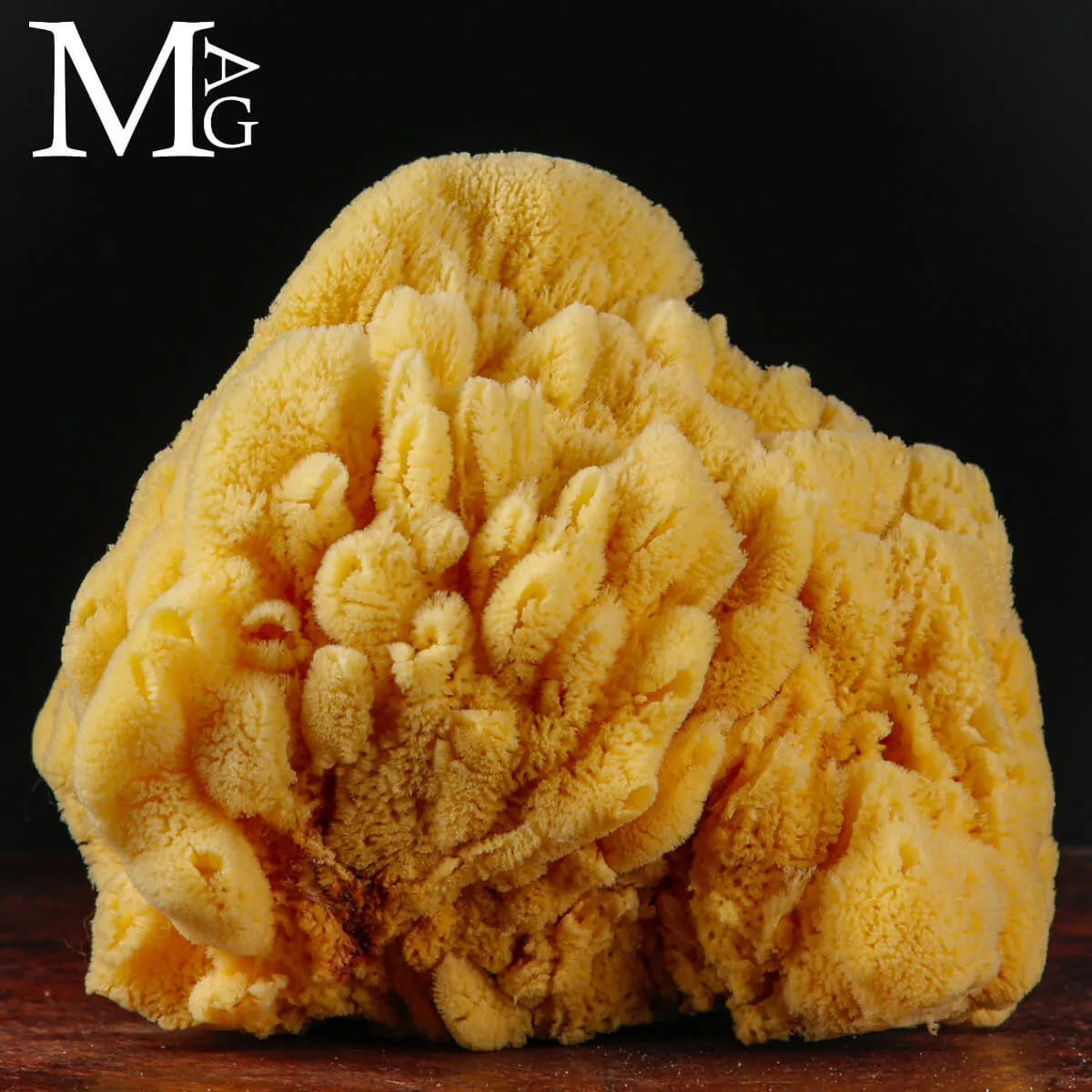 Spugna marina naturale – Spongia officinalis