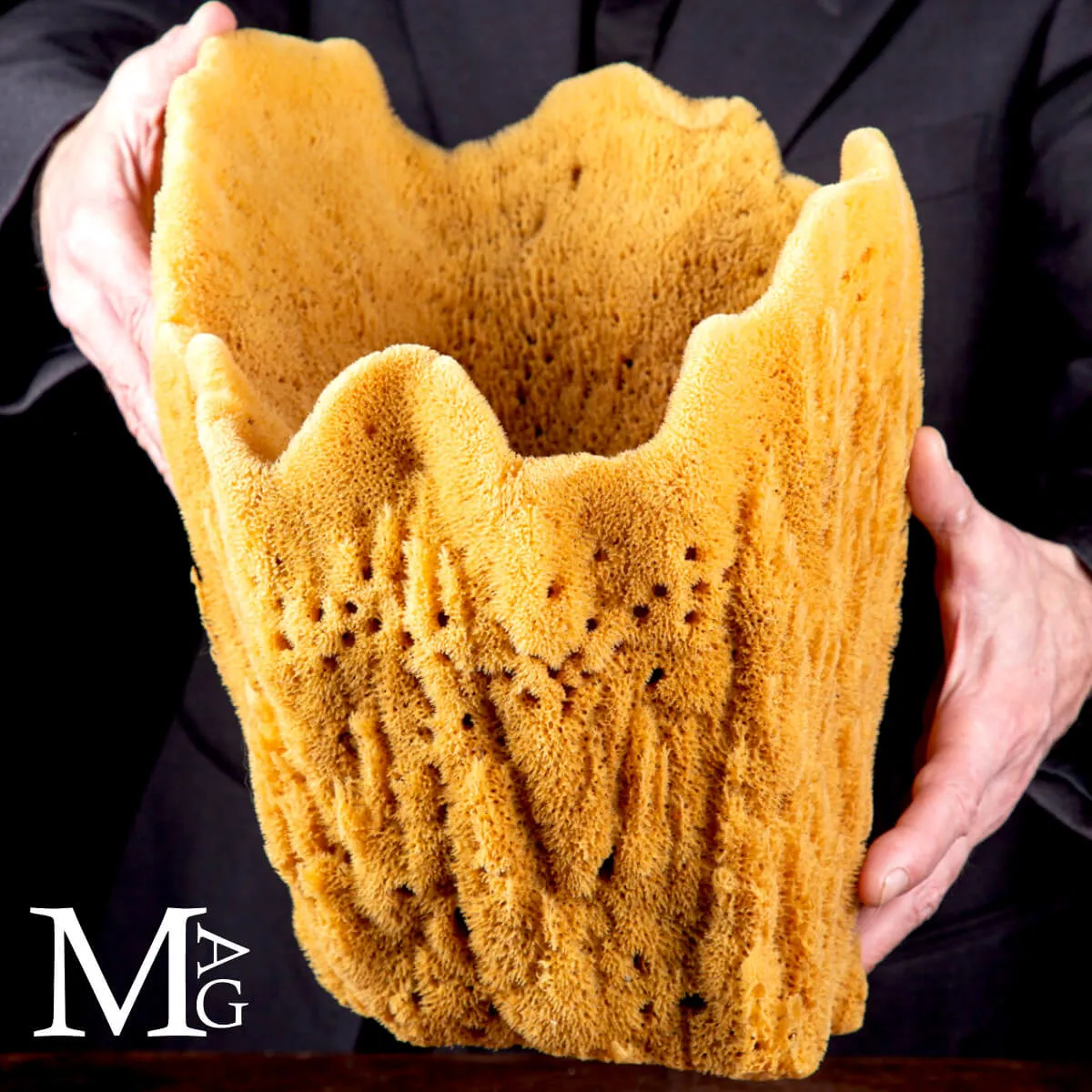 Spongia officinalis concava - Esemplare da esposizione