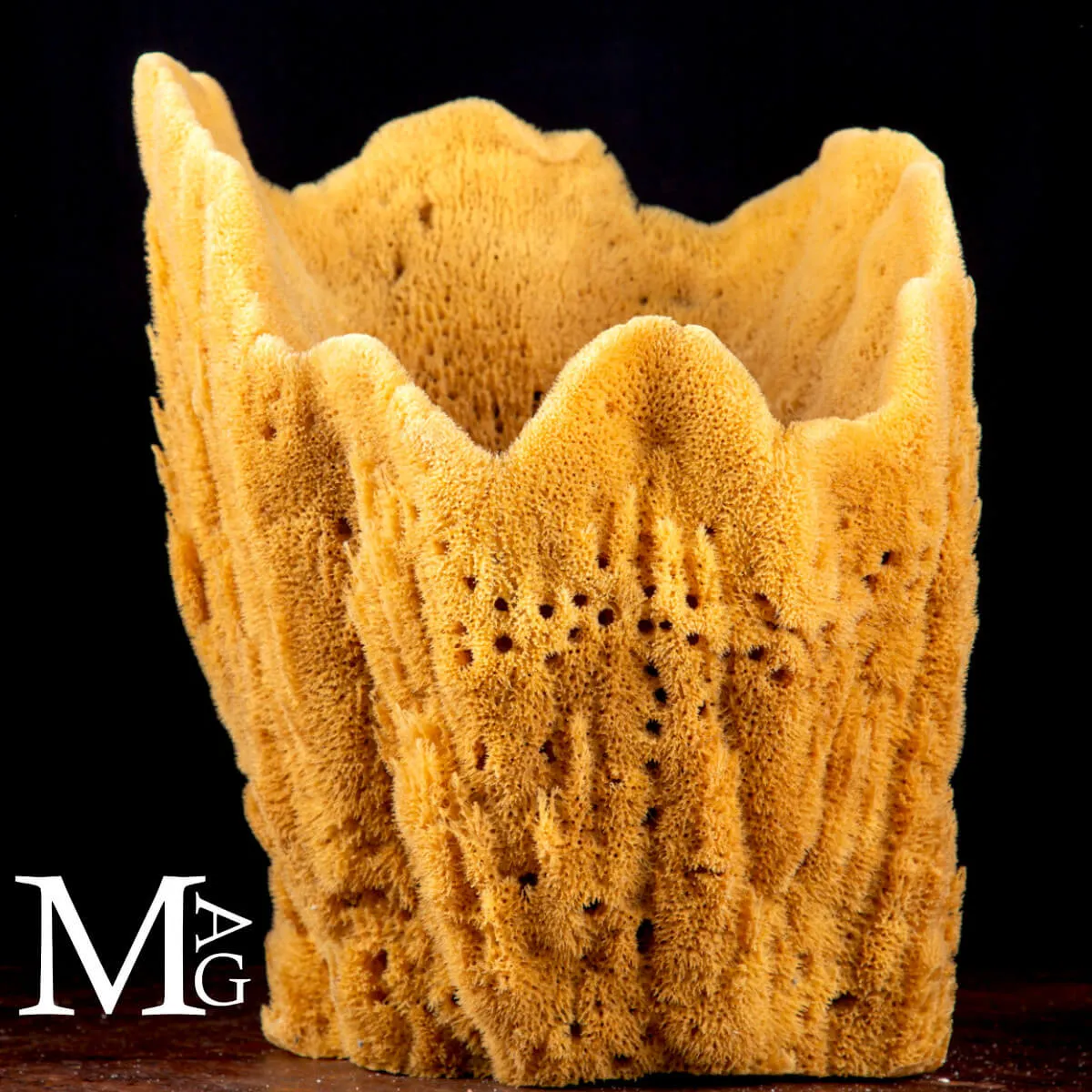 Spongia officinalis concava - Esemplare da esposizione