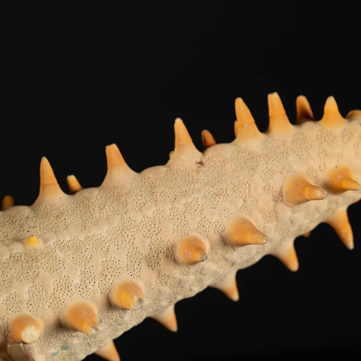 Oreasteridae Pentaceraster