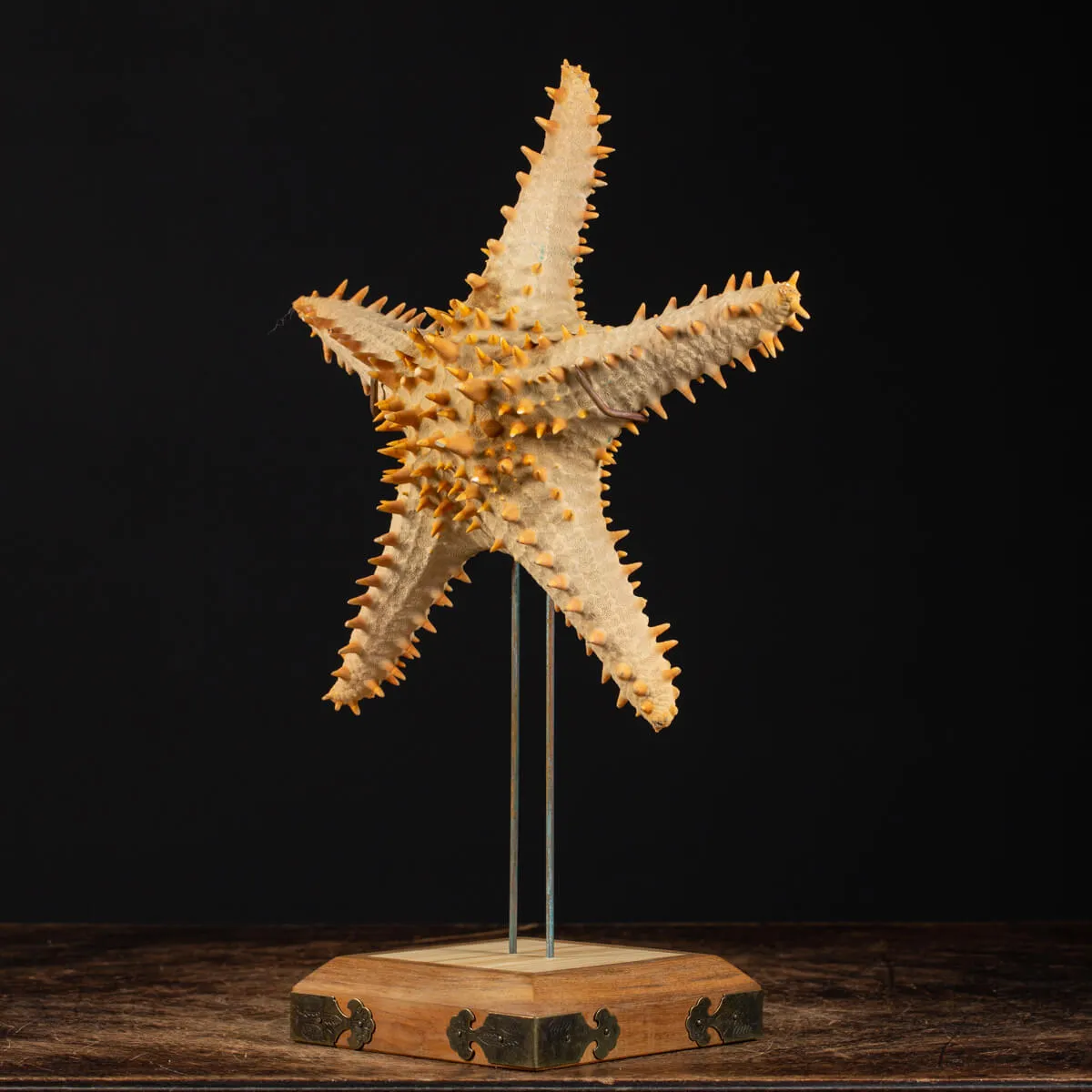 Oreasteridae Pentaceraster