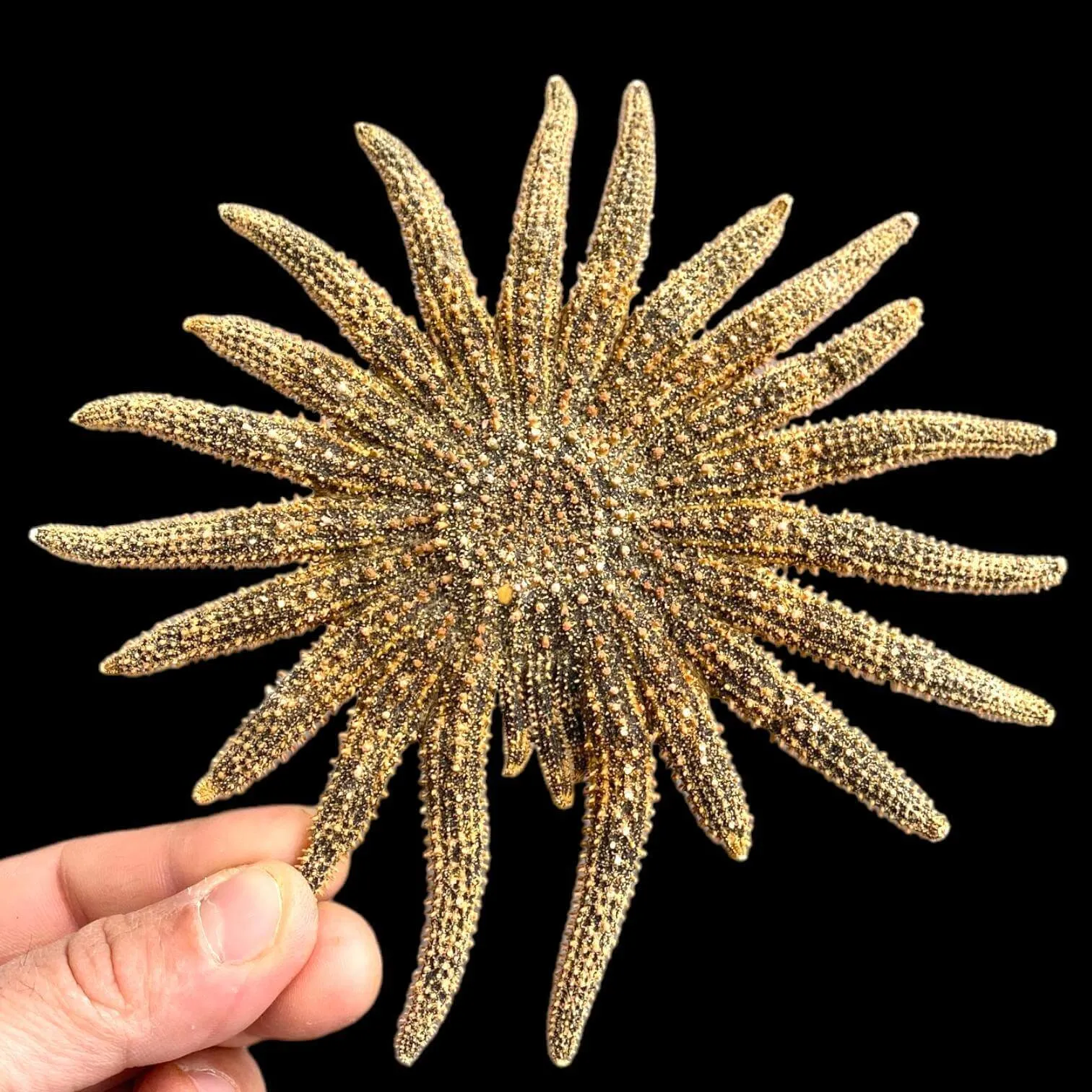 Pycnopodia Helianthoides "Sunflower Starfish"