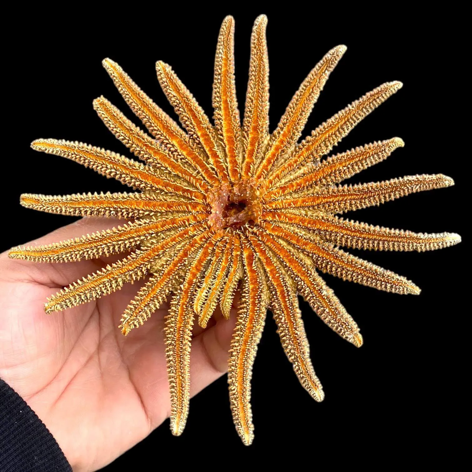 Pycnopodia Helianthoides "Sunflower Starfish"