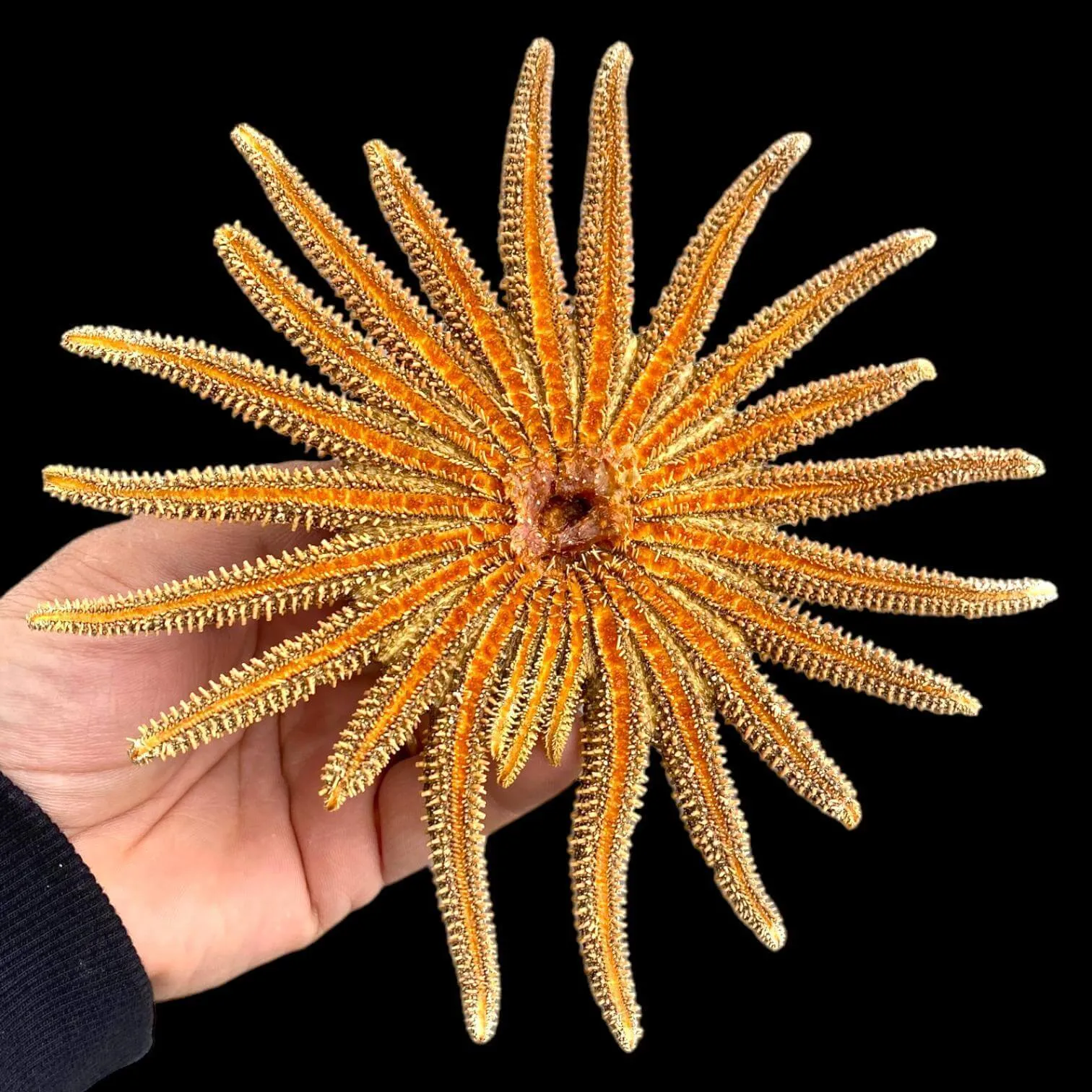 Pycnopodia Helianthoides "Sunflower Starfish"