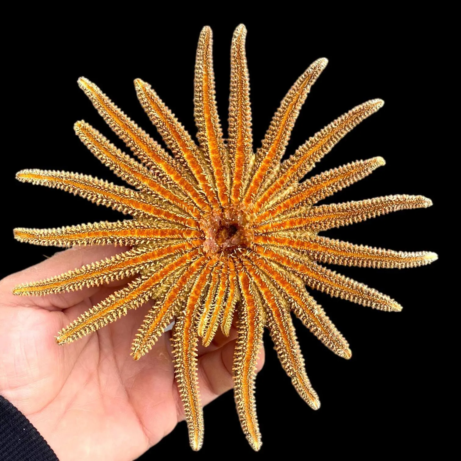 Pycnopodia Helianthoides "Sunflower Starfish"