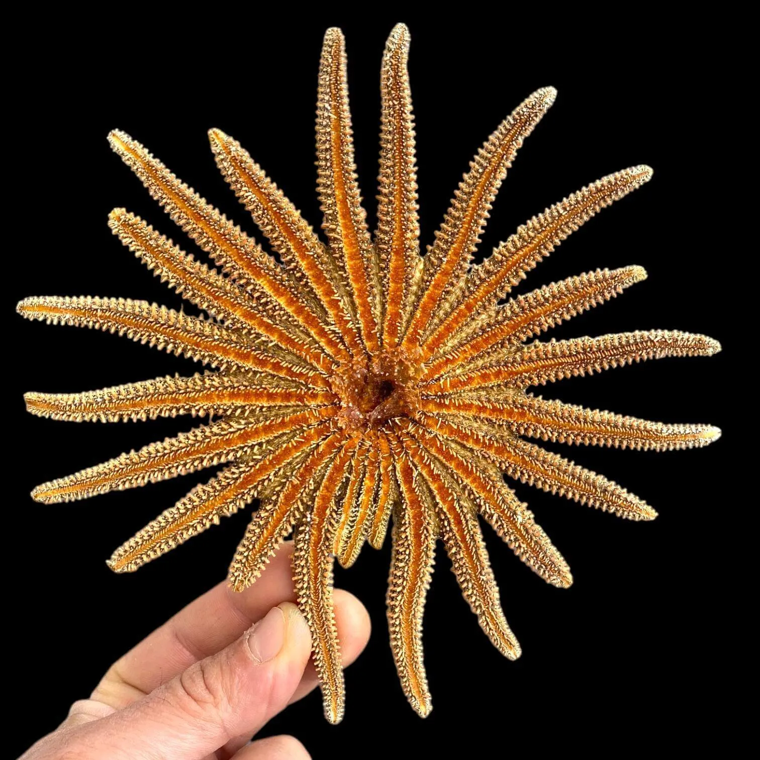 Pycnopodia Helianthoides "Sunflower Starfish"