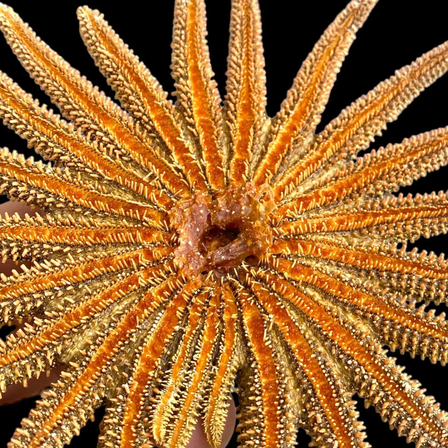 Pycnopodia Helianthoides "Sunflower Starfish"