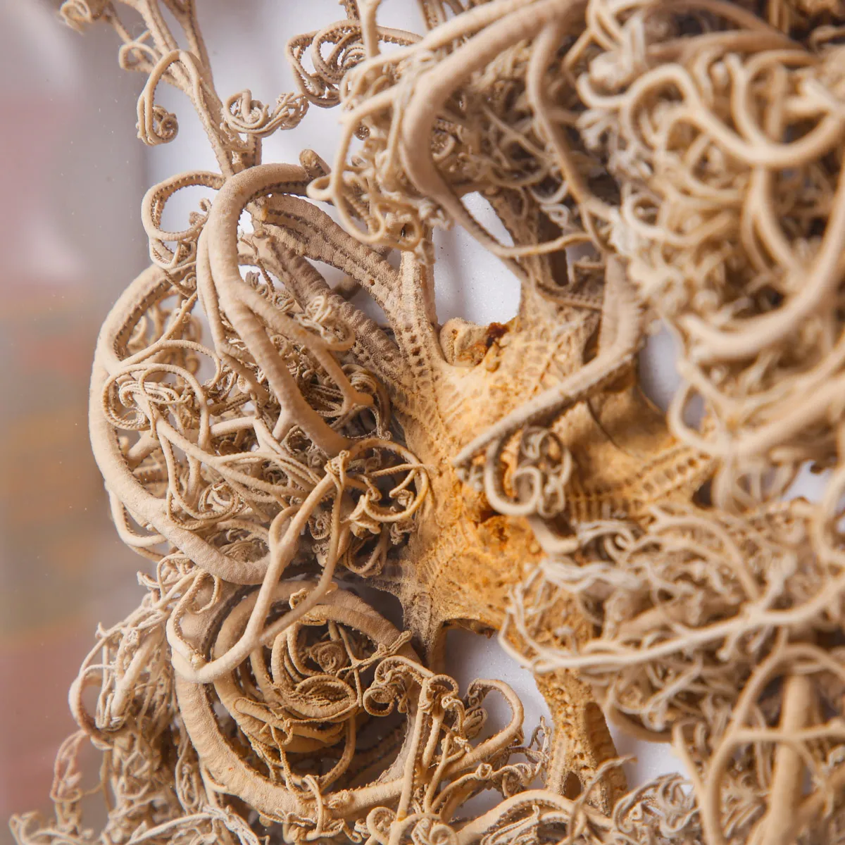 Stella Marina “Basket Star” in Teca – Gorgonocephalus Caputmedusae