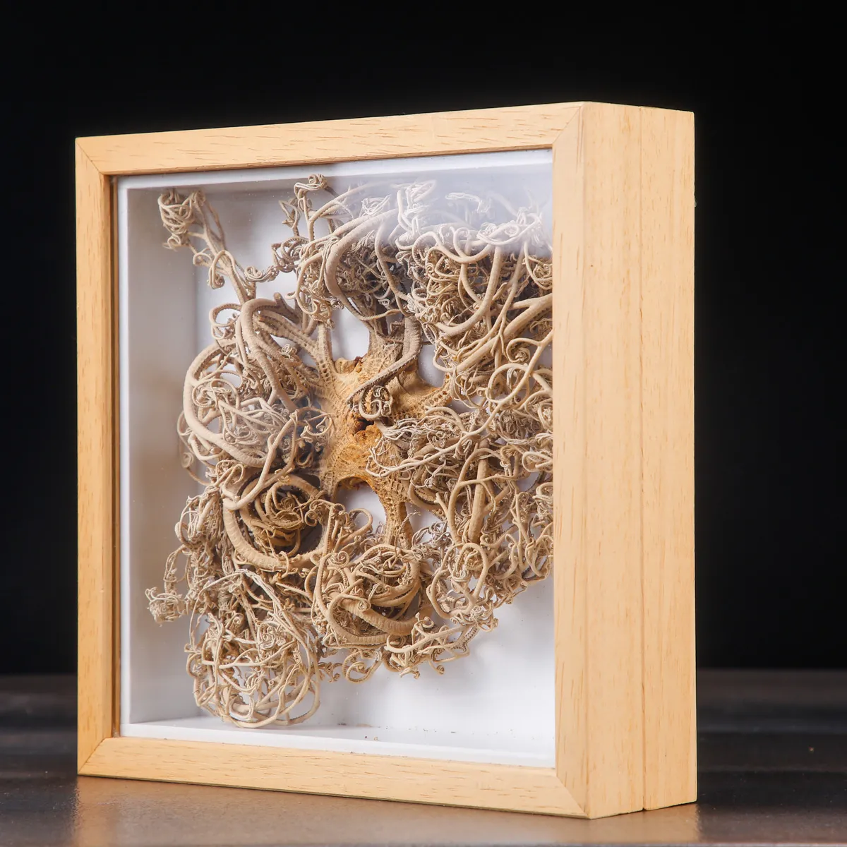 Stella Marina “Basket Star” in Teca – Gorgonocephalus Caputmedusae