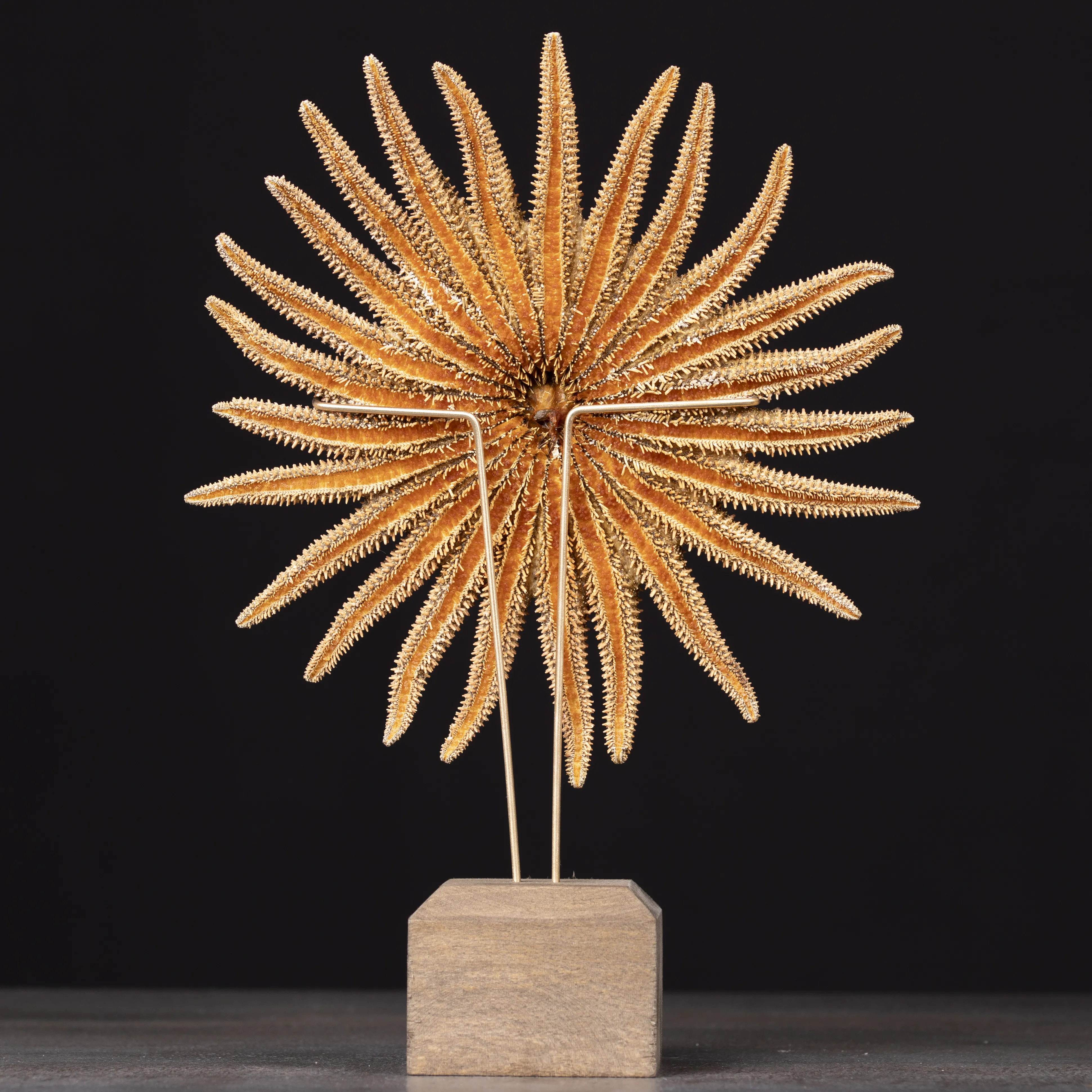 Pycnopodia Helianthoides – “Sunflower Starfish”