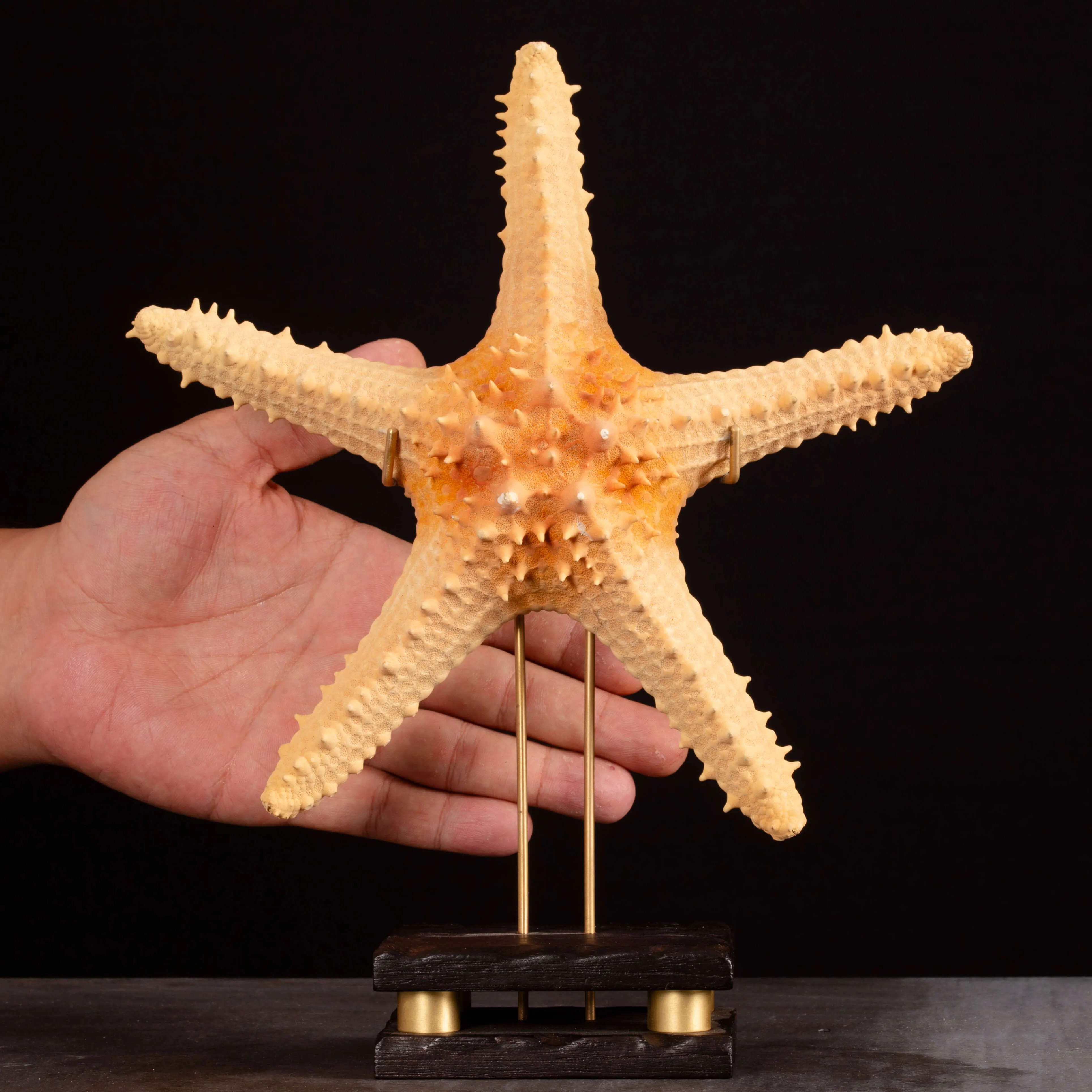 Stella Marina Pentaceraster su Base Decorativa.