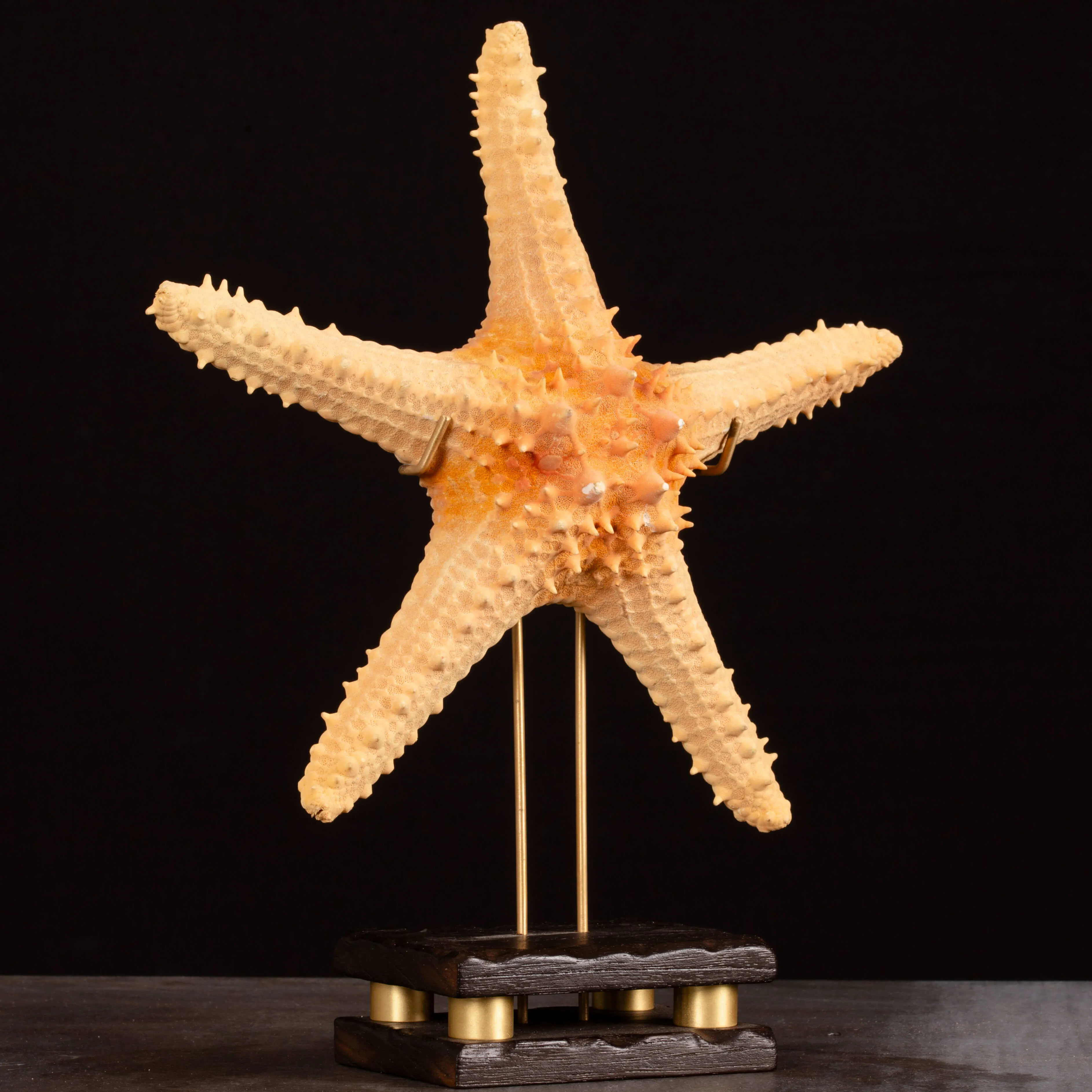 Stella Marina Pentaceraster su Base Decorativa.