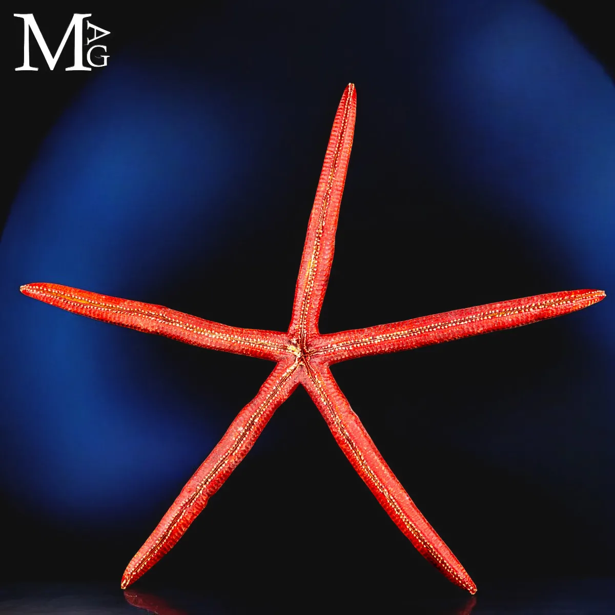 Stella Marina Rossa Gigante - Ophidiaster Ophidianus.